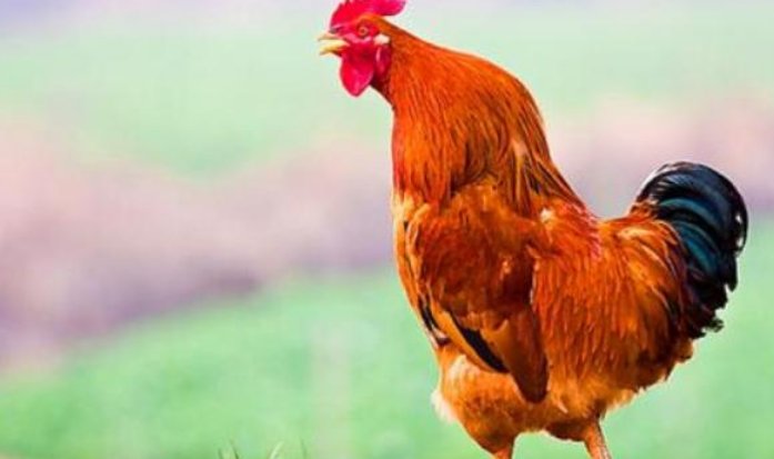 带鸡的四字成语