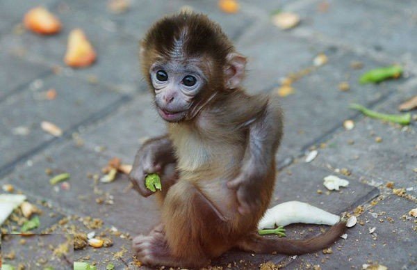 猴子是怎样的动物？