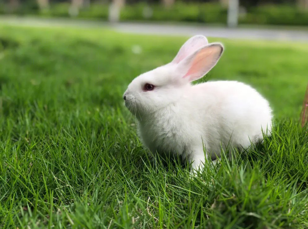 为什么老师的兔子又大又好吃？