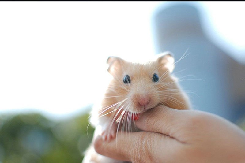 被动物（金丝熊）咬了用不用打针啊？