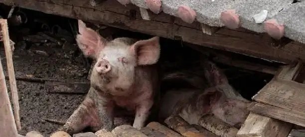 泸定一家猪地震时被废墟掩埋，40多天后发现其意外存活，这是怎样的奇迹？