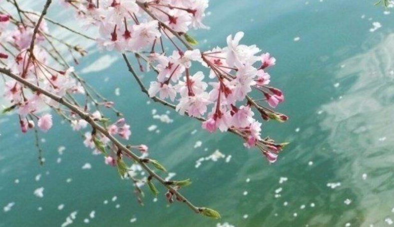 落英是什么意思