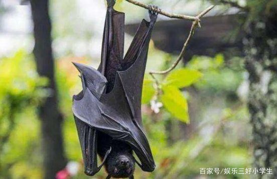 家里为什么会进蝙蝠？