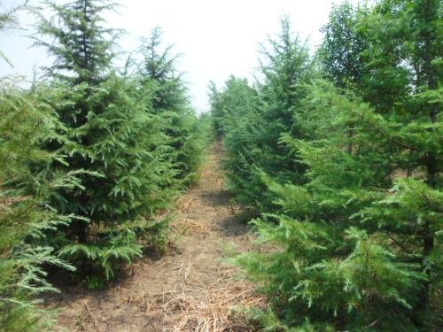 种植雪松要注意什么?