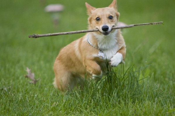 败子回头金不换代表什么动物