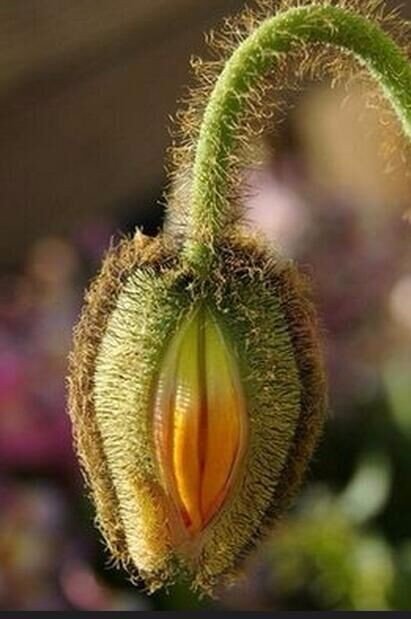 族子的族子含义演变过程2