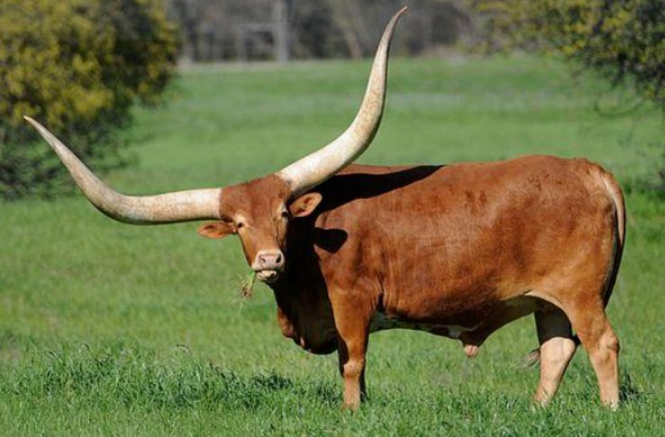 庙堂伟器是指什么生肖