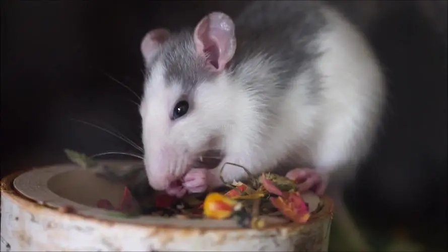 老鼠盗窃1800多元现金，轮胎内建“豪宅”，这笔钱是如何被找到的？