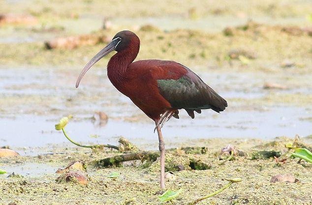 我国已发现的鸟类大约多少种最新