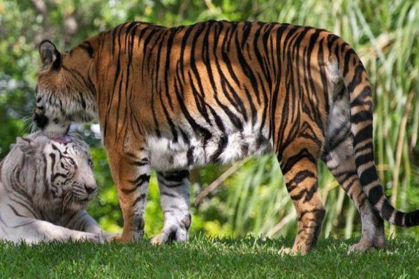 老虎的屁股一一歇后语填空