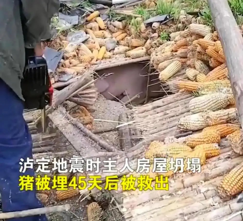 泸定一家猪地震时被废墟掩埋，40多天后发现其意外存活，这是怎样的奇迹？