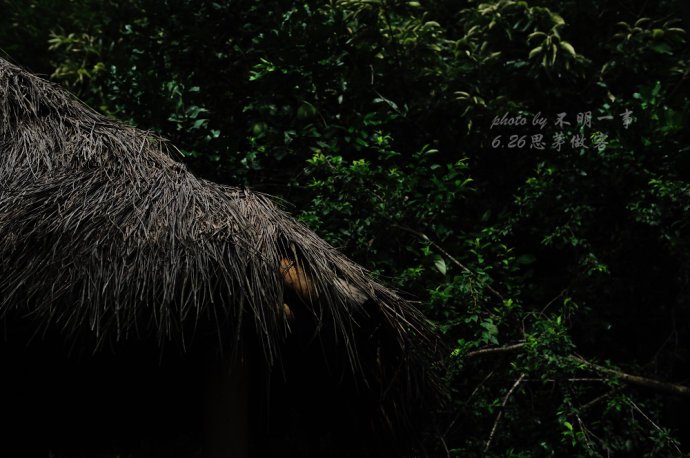 寂静山岭的介绍