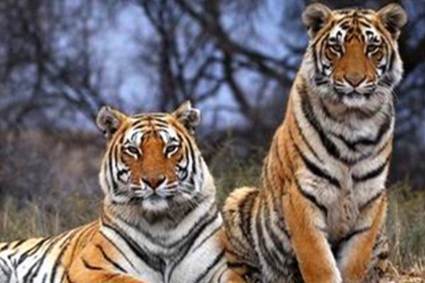 最后七字我来猜,山外有山天外天指什么生肖