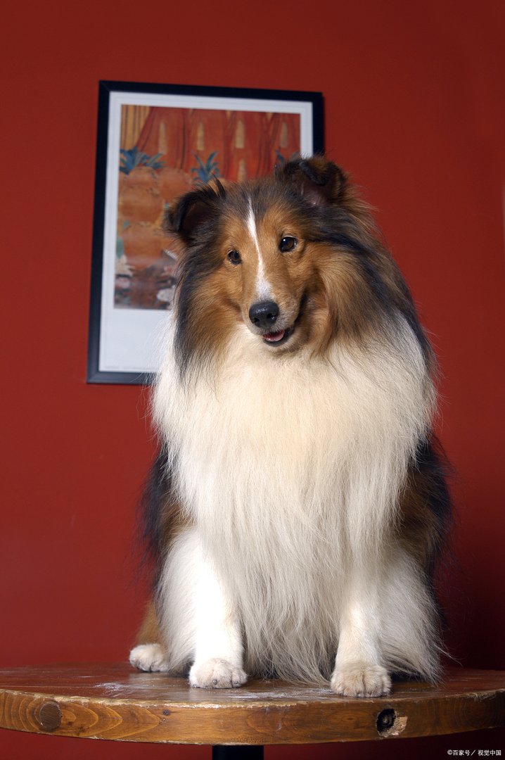 狗是人类的小伙伴，那么狗肉到底该不该吃呢？你怎么看？