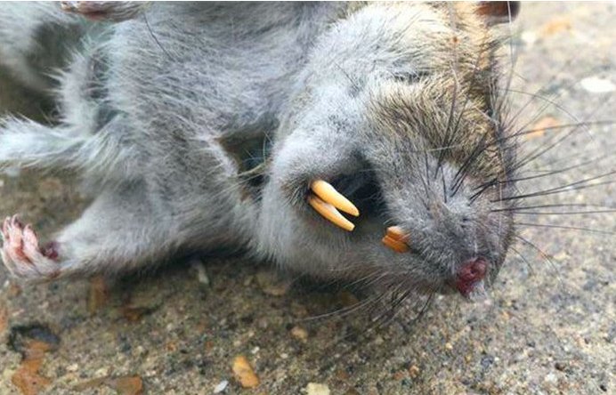 鼠雀之牙是什么意思