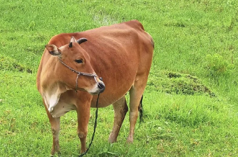 节俭力行的意思是什么生肖