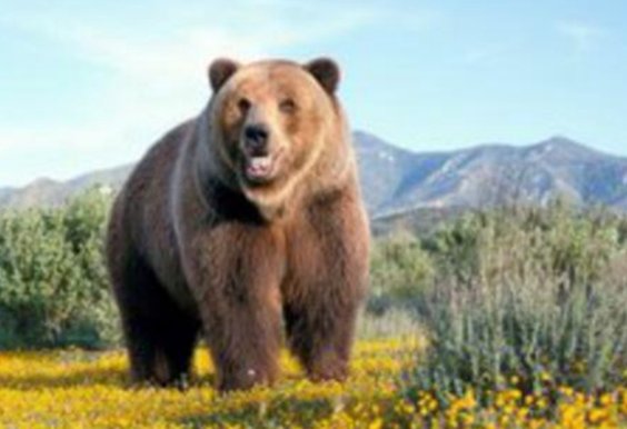 动物冬眠的方式有哪些呢?