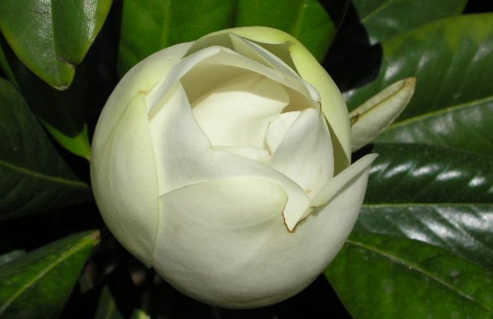 含苞待放的拼音