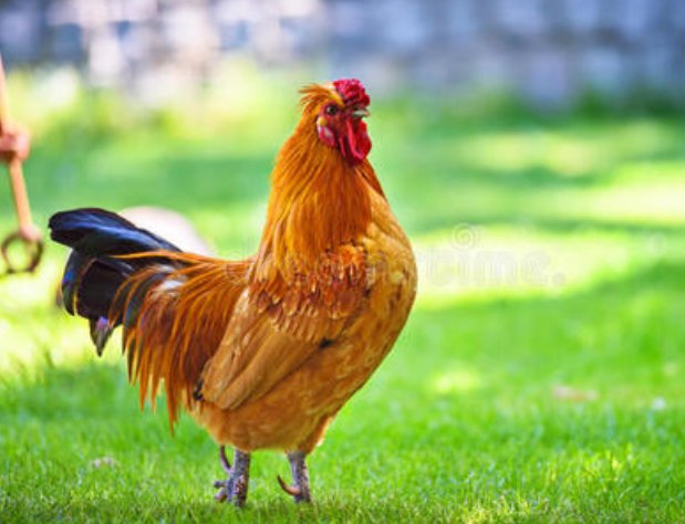 什么的雄鸡填空词语