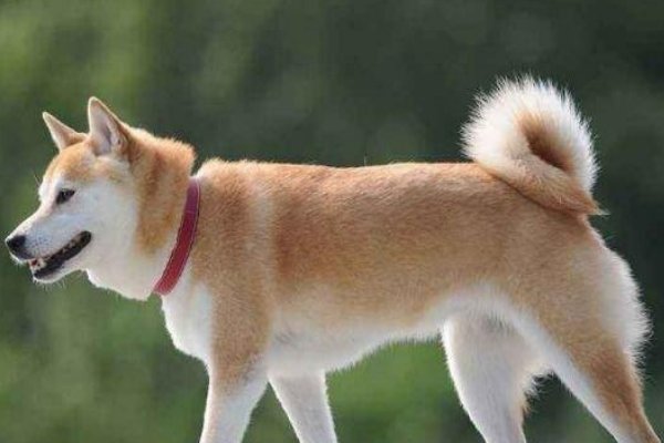 实地旺胍入千年打一个正确生肖