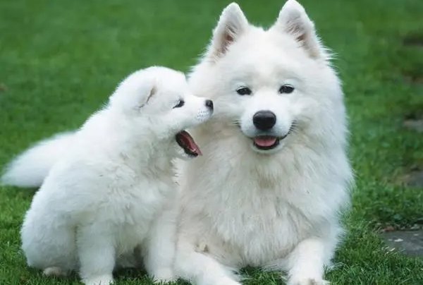 遮风挡雨打一正确生肖