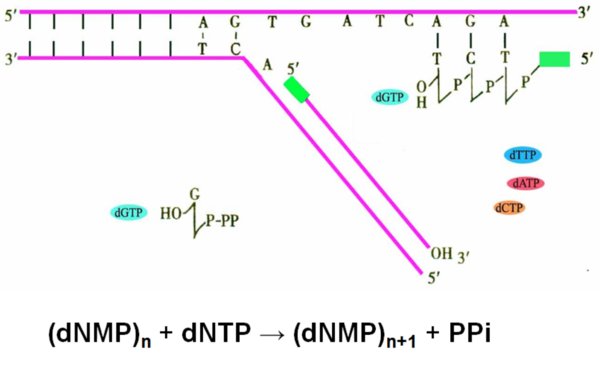 核酸酶与核酸外切酶有何区别？