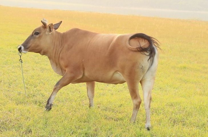 了如指掌代表什么动物