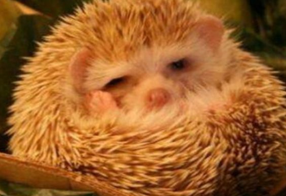 动物冬眠的方式有哪些呢?