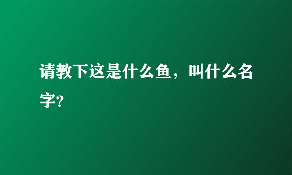 请教下这是什么鱼，叫什么名字？