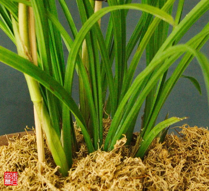 莎叶兰的生长习性