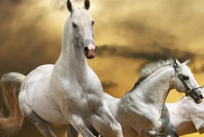 人马是怎么交流配队的