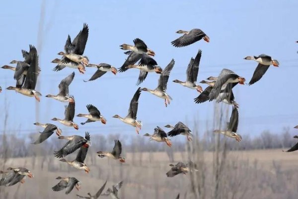 白露时节玄鸟归中的玄鸟指的是