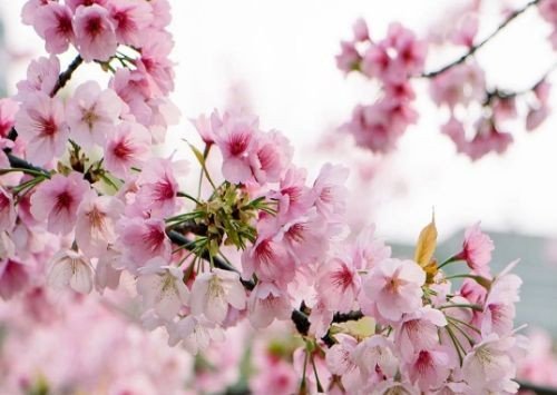 三首冰心的现代短诗