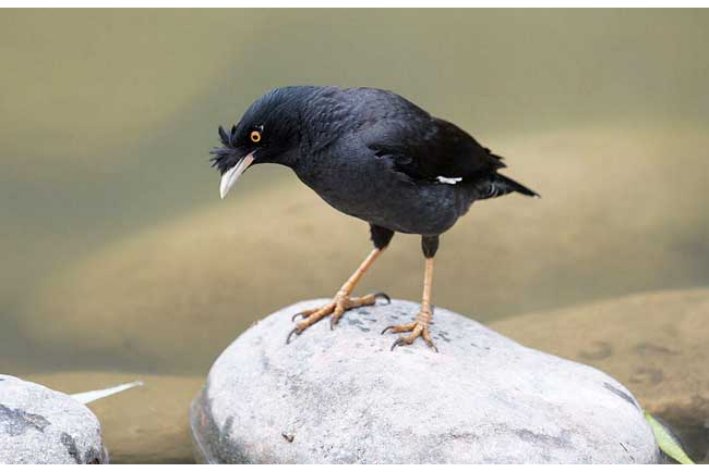 怎样教八哥说话最快