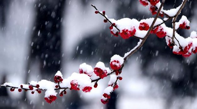 “张傲雪”是什么梗?