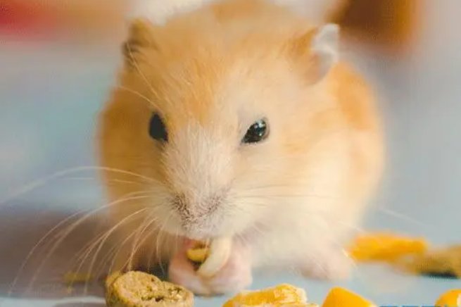 水满则溢打一生肖动物