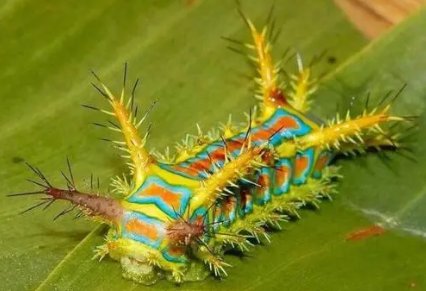 桑树桑褐刺蛾是什么东西呀？