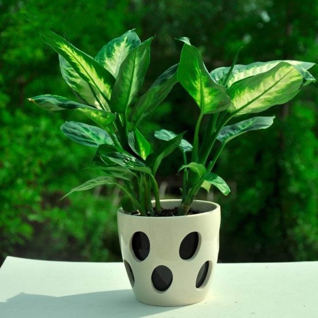 挨 能组什么词？