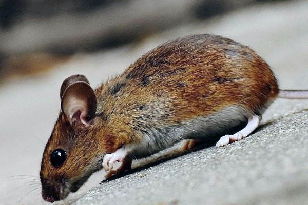 满面春风是指哪几个生肖