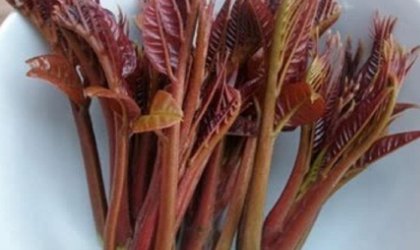 香椿菜是属于灌木还是落叶乔木