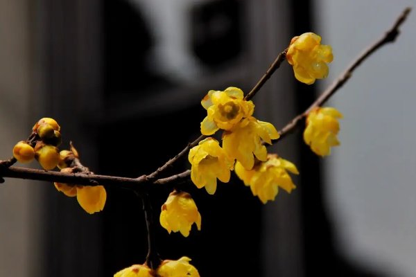 腊梅的腊是什么意思 蚂蚁庄园