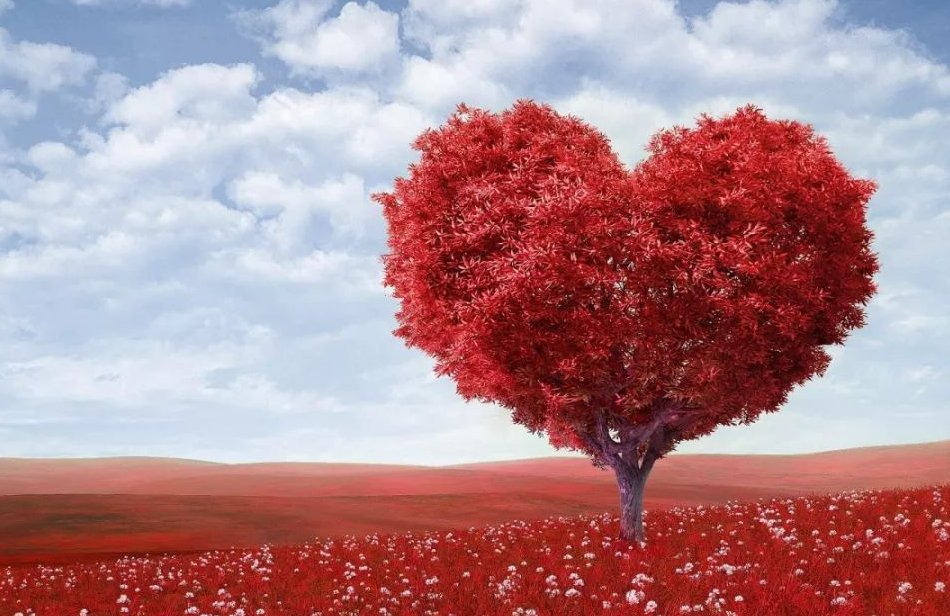 爱网是什么意思