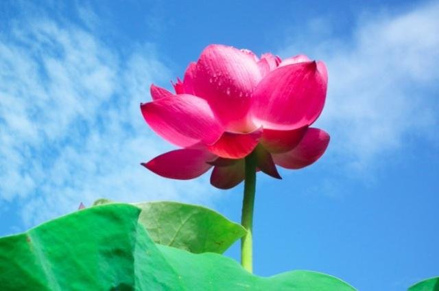 接天莲叶无穷碧的上一句是什么