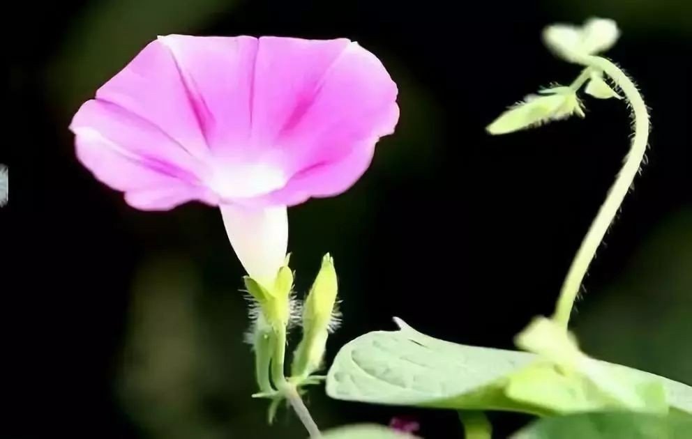 牵牛花一天的变化是怎么样的?