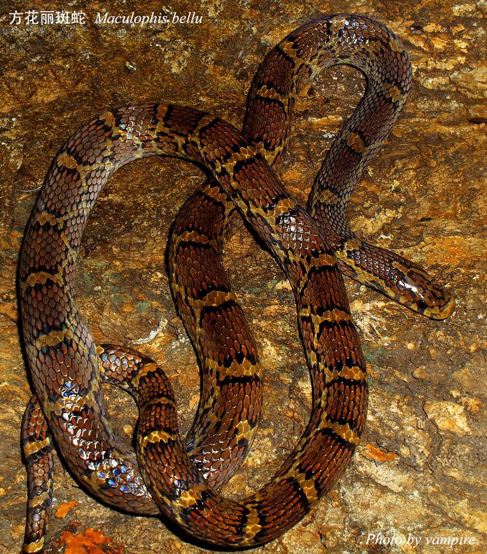 方花小头蛇的发现