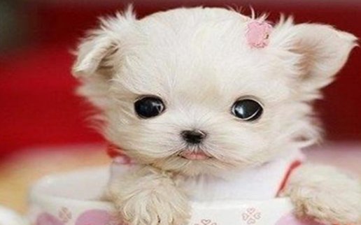 茶杯犬长什么样子图片