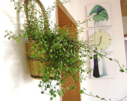 怎么去甲醛最快最有效 六种快速去除甲醛的方法