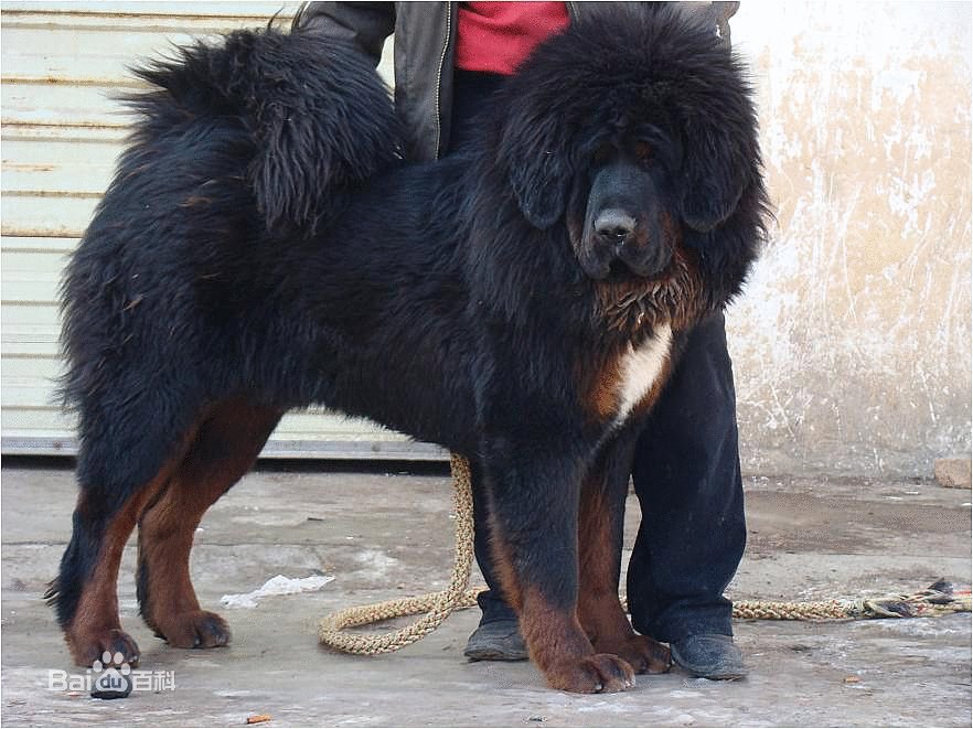 阿波罗藏獒的介绍