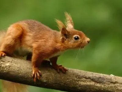 求一篇300字左右的日语作文（需要简体），谢谢！！