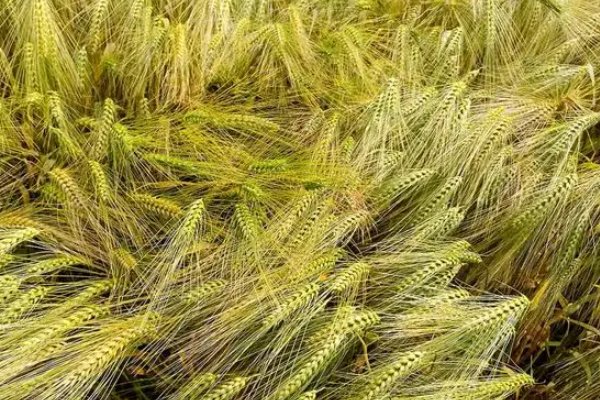 最容易唱的十首歌